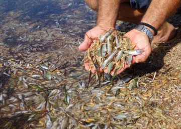 La Dana también devastó el Mar Menor