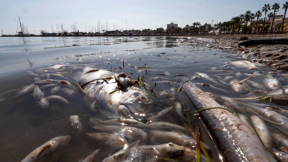 Peces muertos en una playa del Mar Menor.