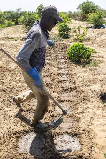 Un agricultor, en un huerto en Sanar, a los alrededores de Saint Louis.