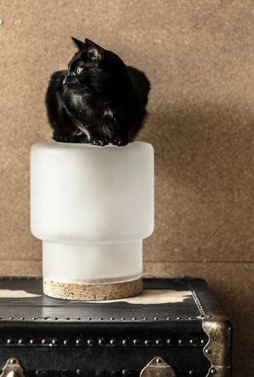 muebles mascotas perros gatos