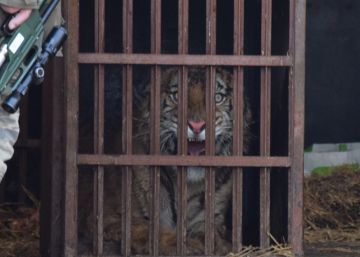 Operación rescate de nueve tigres varados en Polonia para que descansen en Alicante
