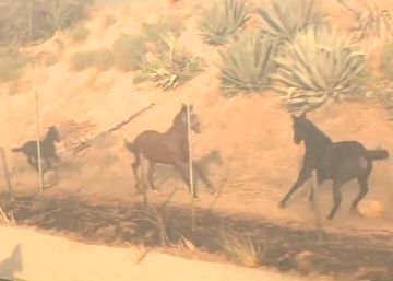 Un caballo rescata a otros dos equinos durante un incendio en California