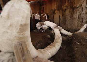 Los restos de los mamuts encontrado en México, en imágenes