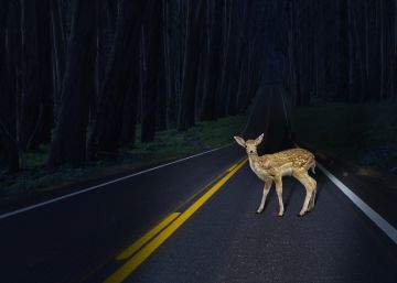 Comer animales atropellados o cómo aprovechar una carne de primera