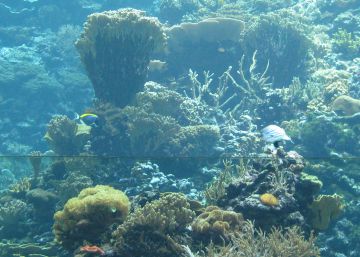 Holanda cría coral ‘in vitro’ para acuarios de toda Europa