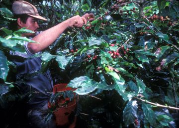 El café puede pacificar Colombia y una empresa española lo facilita