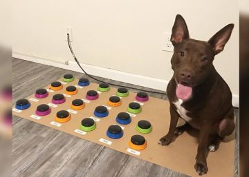 Stella, el perro que se comunica con sus dueños a través de botones