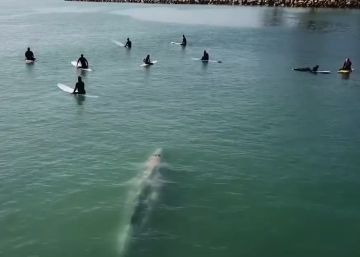 Una ballena sorprende a un grupo de surfistas en una playa de California