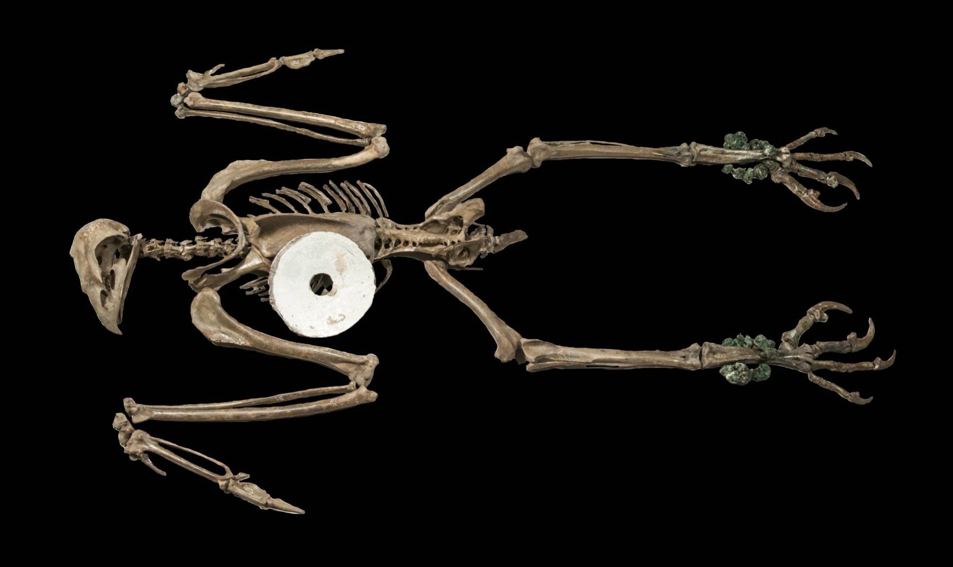 Animales de Tenochtitlan