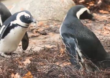 Dos pingüinos macho roban un huevo en un zoo holandés para incubarlo
