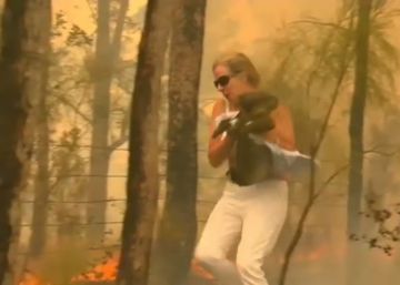 Muere ‘Lewis’, el koala que una mujer salvó de un incendio en Australia y se hizo viral