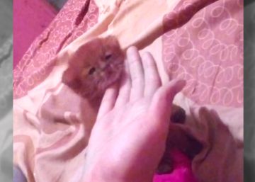 Una joven rescata y cría a puma pensando que era un gato
