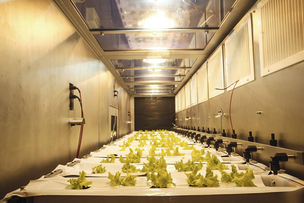 Las lechugas que se cultivan en la planta piloto del proyecto MELiSSA.