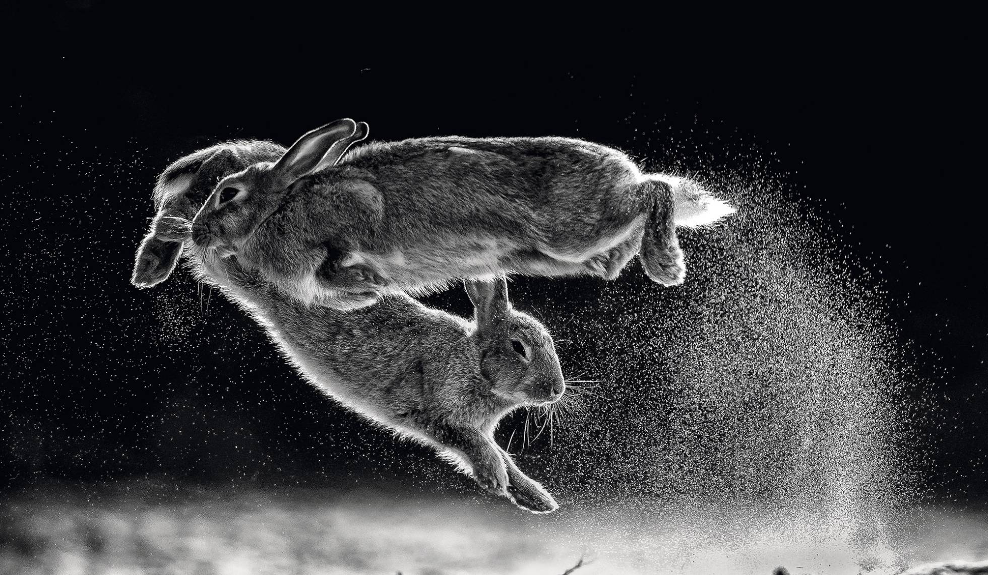 ¿Pelea o baile? Escenas de naturaleza del Nature Photographer of the Year 2019