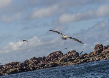 Un recorrido por “el gran acuario del mundo”