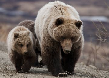 Lecciones de un oso