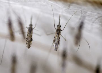 Seis preguntas sobre la malaria para entender a qué nos enfrentamos
