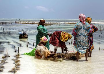 Las algueras de Zanzíbar: feminismo e innovación a orillas del Índico