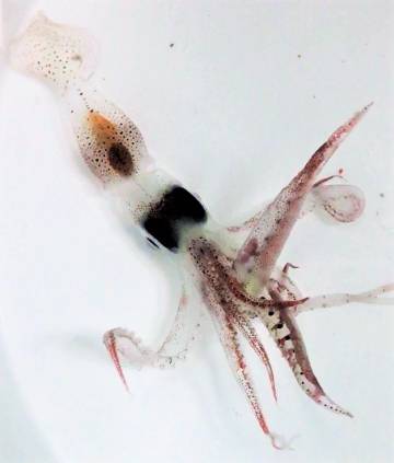 El calamar, uno de los animales que se alimenta en la superficie del mar.