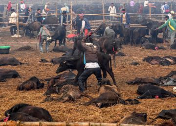 Las protestas reducen el número de animales muertos en Nepal en el mayor sacrificio religioso del mundo