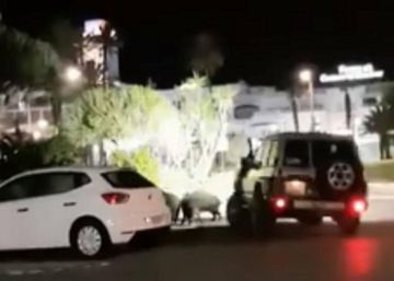 Un joven se enfrenta a una multa de hasta 30.000 euros por intentar atropellar a varios jabalíes en Mojácar