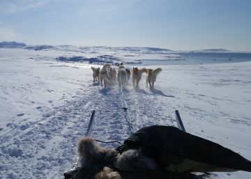 Desvelado el origen de los perros que conquistaron el Ártico