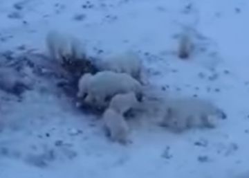 60 osos polares hambrientos, atrapados en un pueblo ruso por falta de hielo marino
