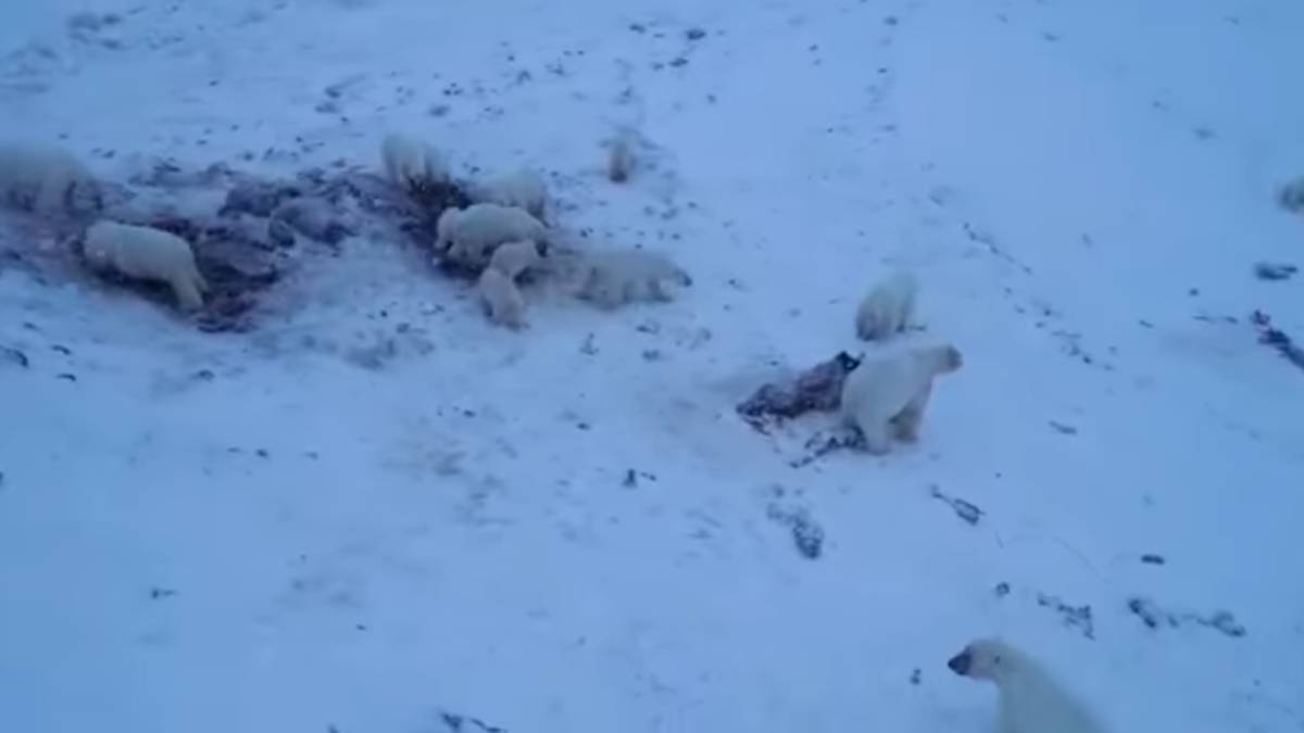 Osos comiendo cadáveres de morsa, en un vídeo de WWF.