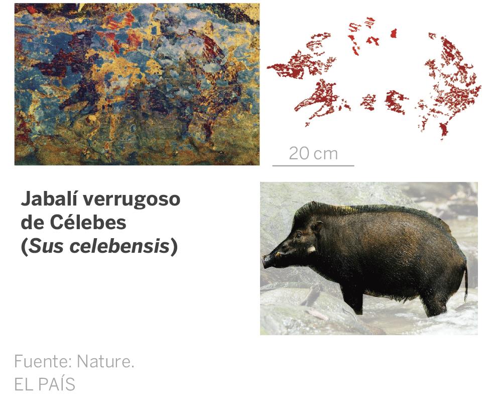 Jabali verrugoso de Celebes