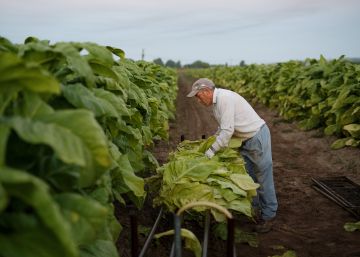 El cocinero, el producto y el productor