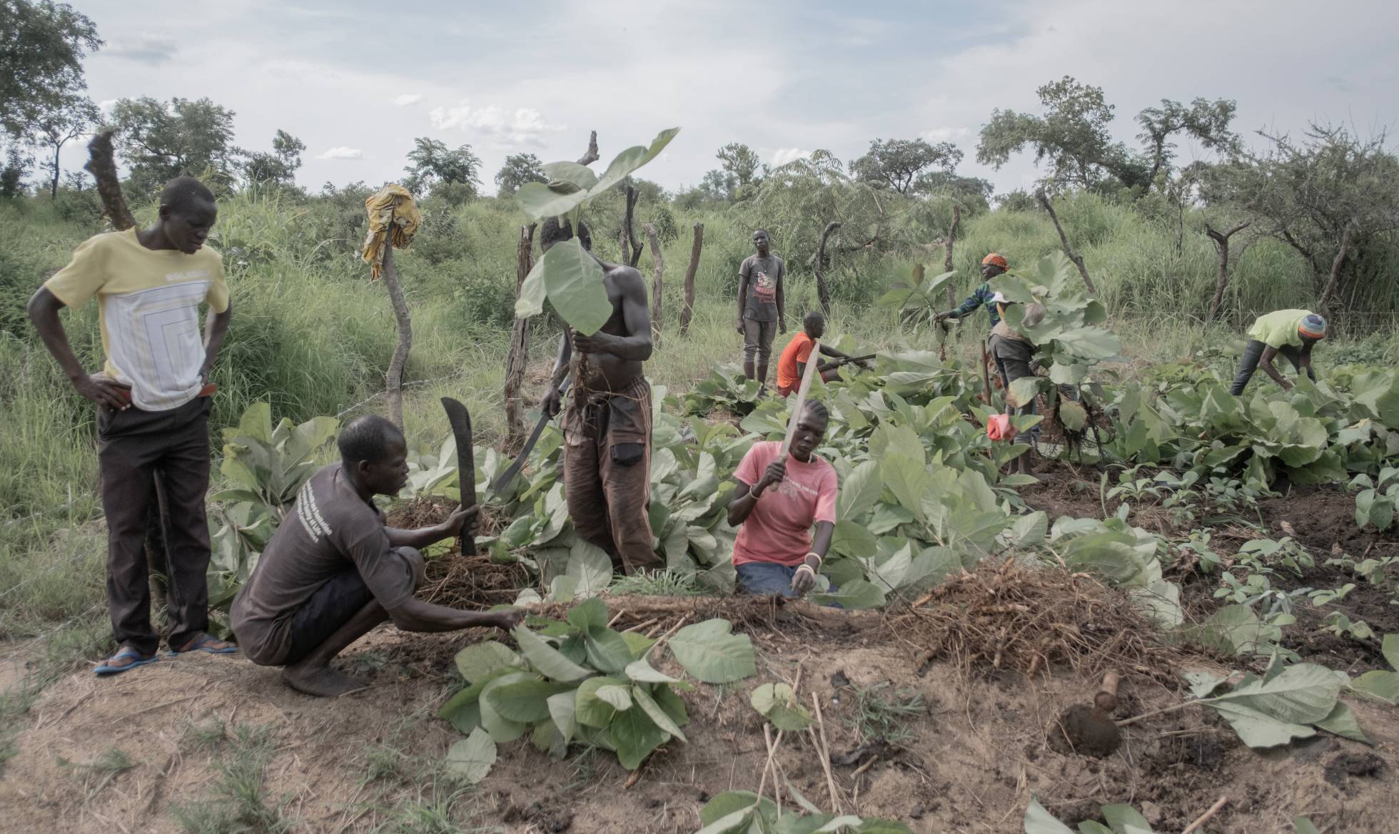 Los refugiados de Rhino Camp