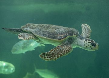 El depredador de 80 kilos que vela al niño Jesús