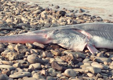 La primera especie extinguida de 2020: un pez de hasta siete metros de largo