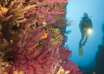 The race to save the Mediterranean’s deep-sea corals The race to save the Mediterranean’s deep-sea corals