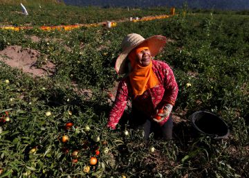 Historia profunda del tomate
