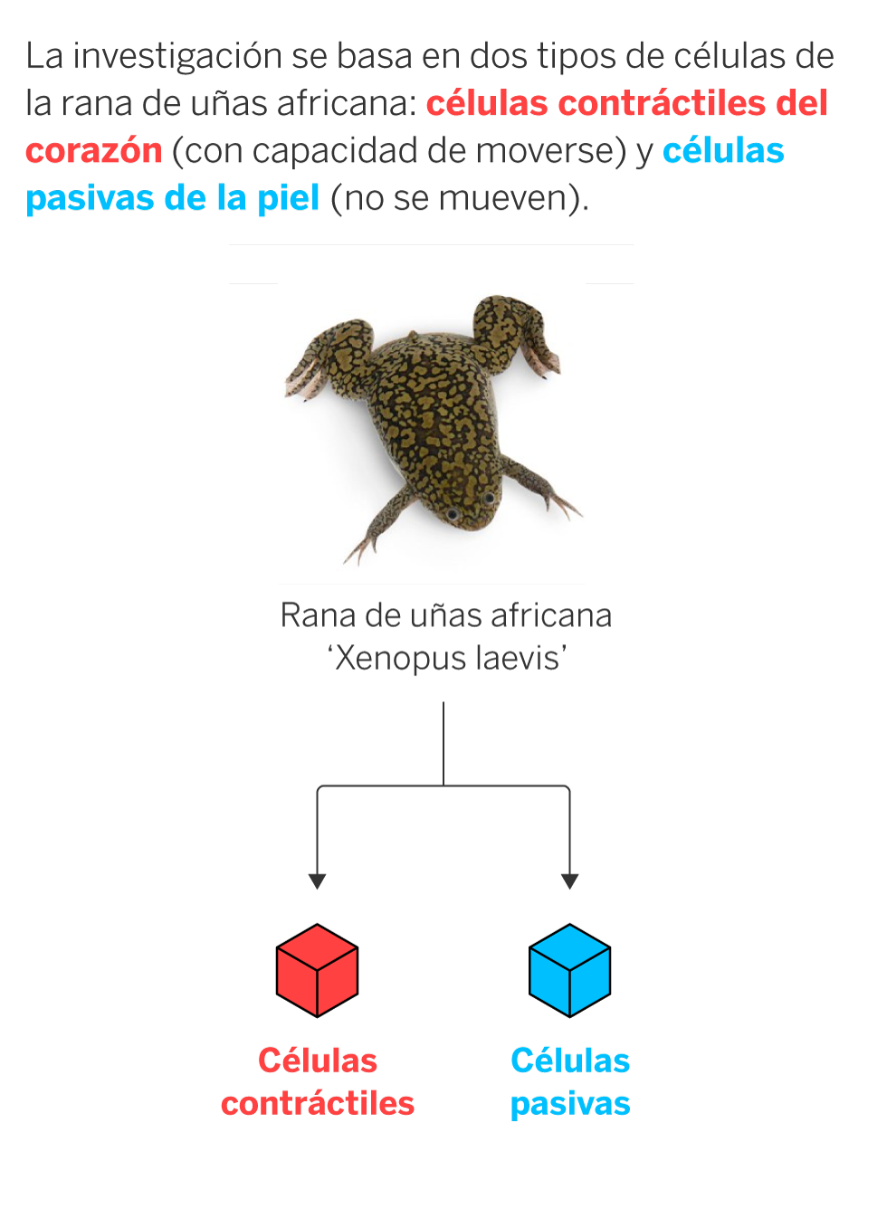 Cómo se hace un biobot