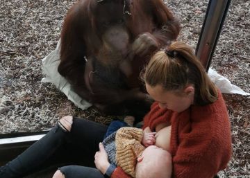 El tierno encuentro entre una orangutana que perdió a su cría y una madre que amamanta a su hijo