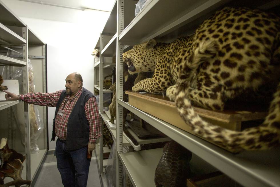 Un ejemplar de leopardo indio.