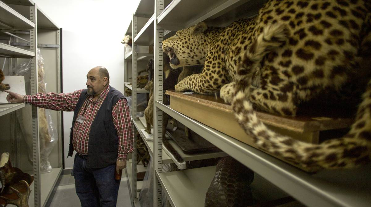 Un ejemplar de leopardo indio.