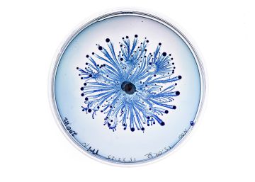 Láminas de microscopio que inspiran árboles de la vida