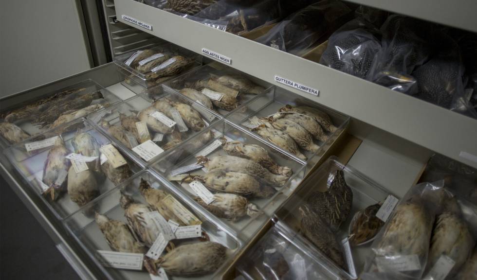 Ejemplares de codornices de la colección de la Estación Biológica de Doñana.rn