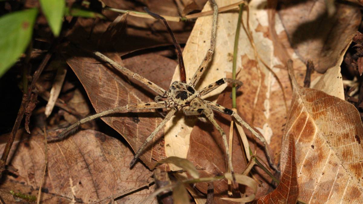 Una araña de Malasia.