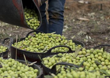 Spain’s olive oil industry is already feeling the impact of Trump’s tariffs