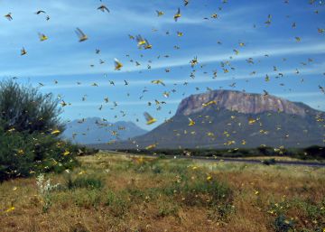 Las claves de la plaga de langostas del desierto que se mueve por África a 150 kilómetros por día