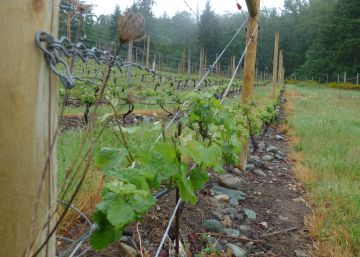 El vino emigra empujado por
el calentamiento