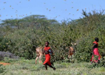 Las langostas devoran el Cuerno de África Las langostas devoran el Cuerno de África
