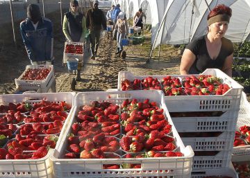 Cóctel de bacterias con fresas