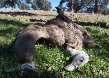 Los atropellos se suman a las causas habituales de muertes de aves Los atropellos se suman a las causas habituales de muertes de aves