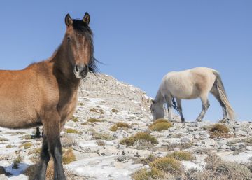 La curiosa historia de la única manada de caballos salvajes de Andalucía