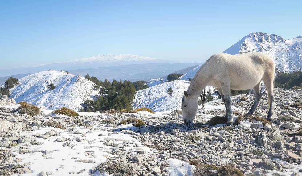 Otro de los ejemplares abandonados, entre las nieves.